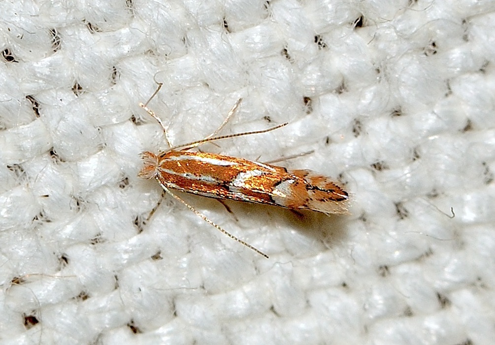 Phyllonorycter cf lantanella, Gracillariidae